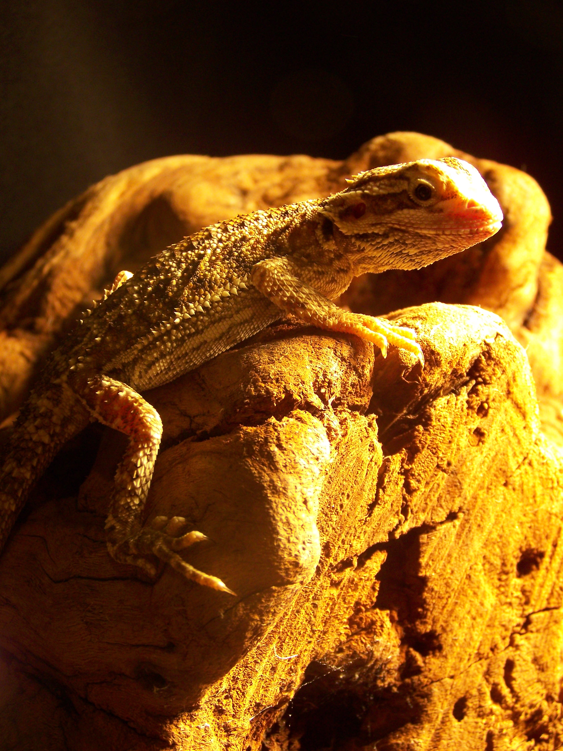 H&M Reptiles